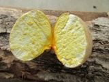 Calvatia rubroflava image