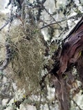 Sulcaria isidiifera image