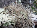 Sulcaria isidiifera image