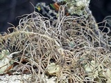 Sulcaria isidiifera image