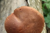 Lanmaoa pseudosensibilis image