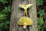 Lanmaoa pseudosensibilis image