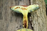 Lanmaoa pseudosensibilis image
