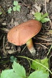 Lanmaoa pseudosensibilis image
