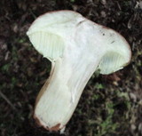 Boletus badius image