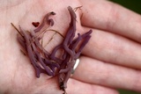 Clavaria zollingeri image