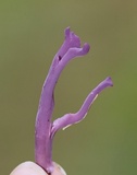 Clavaria zollingeri image