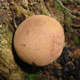 Boletus badius image