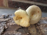 Lactarius maculatus image