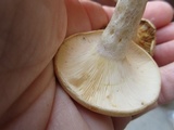Lactarius maculatus image