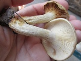 Lactarius maculatus image