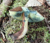 Boletellus chrysenteroides image