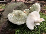 Russula parvovirescens image