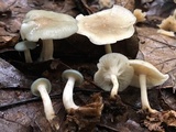 Clitocybe odora image