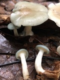Clitocybe odora image