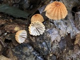 Marasmius siccus image