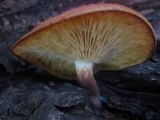 Tricholomopsis rutilans image