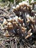 Thelephora palmata image