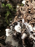Thelephora americana image
