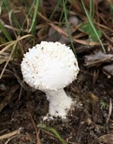 Amanita longipes image