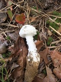 Amanita longipes image