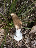 Amanita longipes image