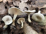 Clitopilus prunulus image