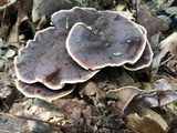 Hydnellum peckii image