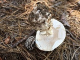 Amanita subcokeri image