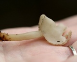 Helvella elastica image