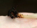 Helvella elastica image