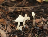 Helvella elastica image
