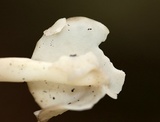 Helvella elastica image