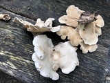 Clitopilus prunulus image