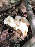 Ductifera pululahuana image