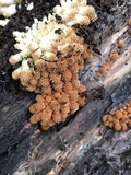 Pholiota squarrosoides image
