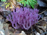 Clavaria zollingeri image