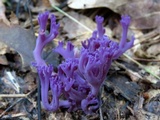 Clavaria zollingeri image