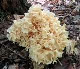 Sparassis americana image