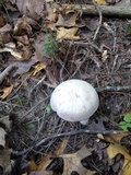Laccaria ochropurpurea image