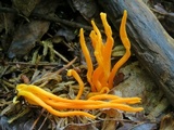 Clavulinopsis aurantiocinnabarina image