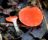 Sarcoscypha occidentalis image