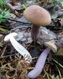 Tylopilus plumbeoviolaceus image