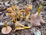 Cantharellus ignicolor image