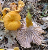 Cantharellus ignicolor image