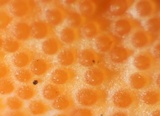 Cordyceps militaris image