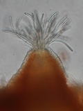 Cordyceps militaris image