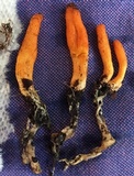 Cordyceps militaris image