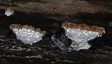 Fomitopsis spraguei image