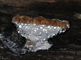 Fomitopsis spraguei image